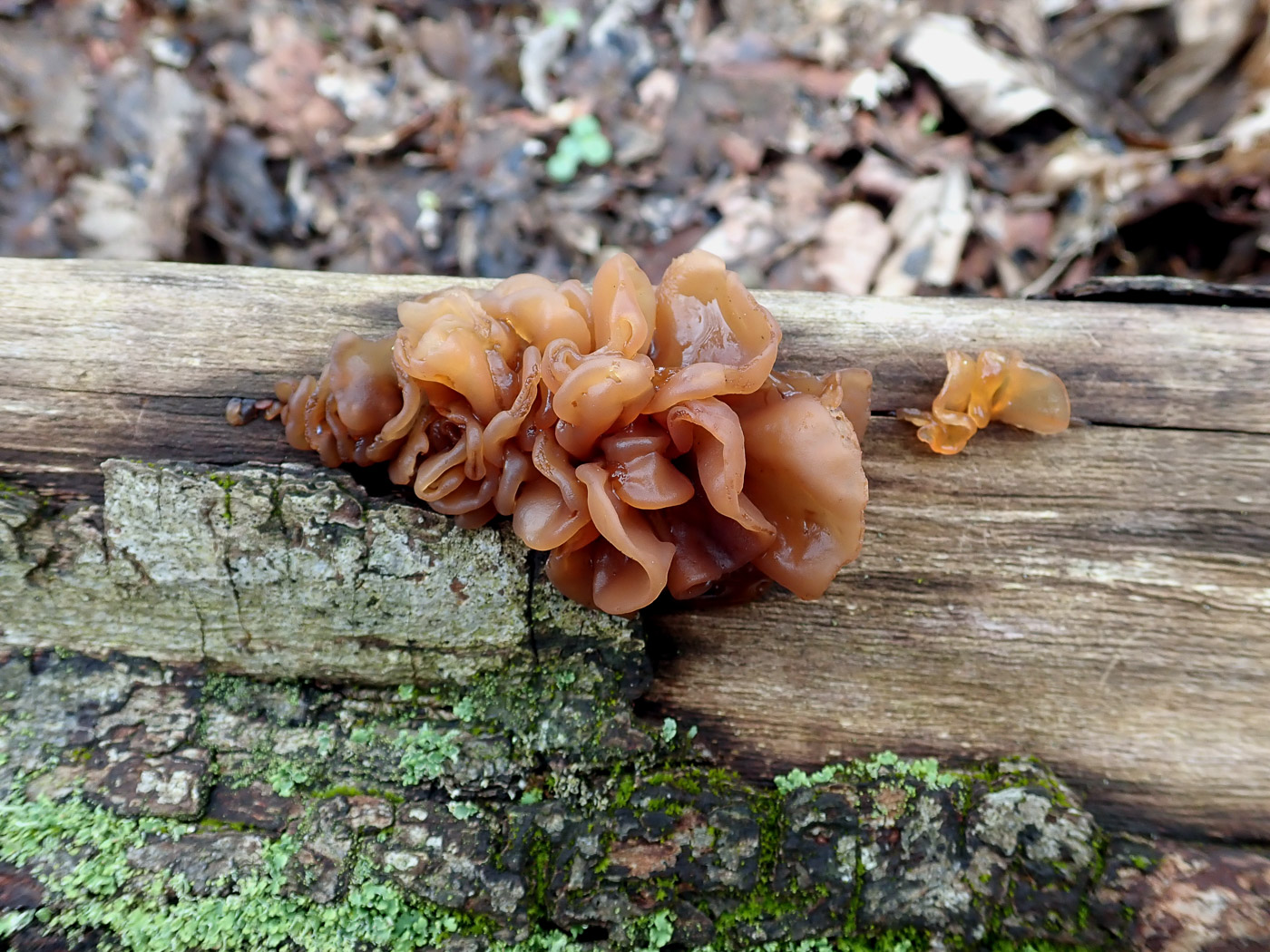 Photo by Penny Cullington Tremella foliacea by Penny Cullington